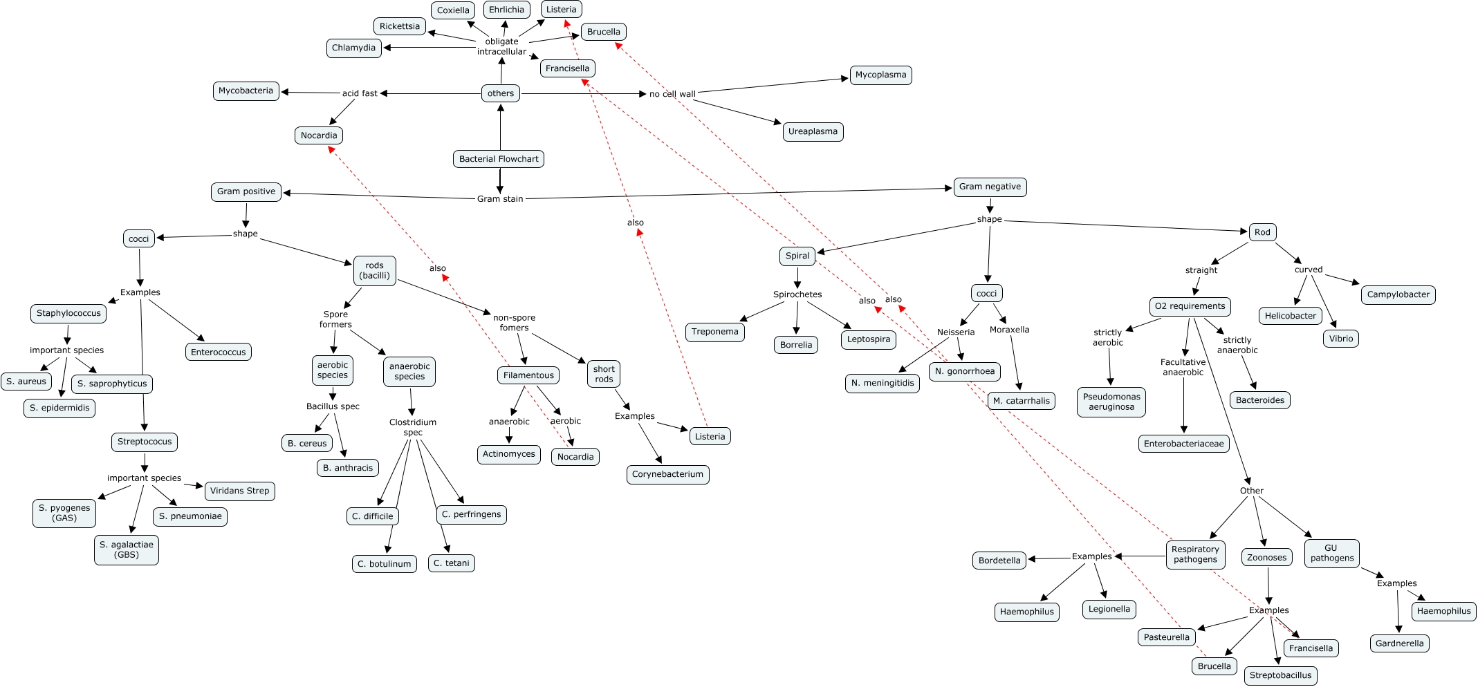 Bacterial Flowchart.cmap